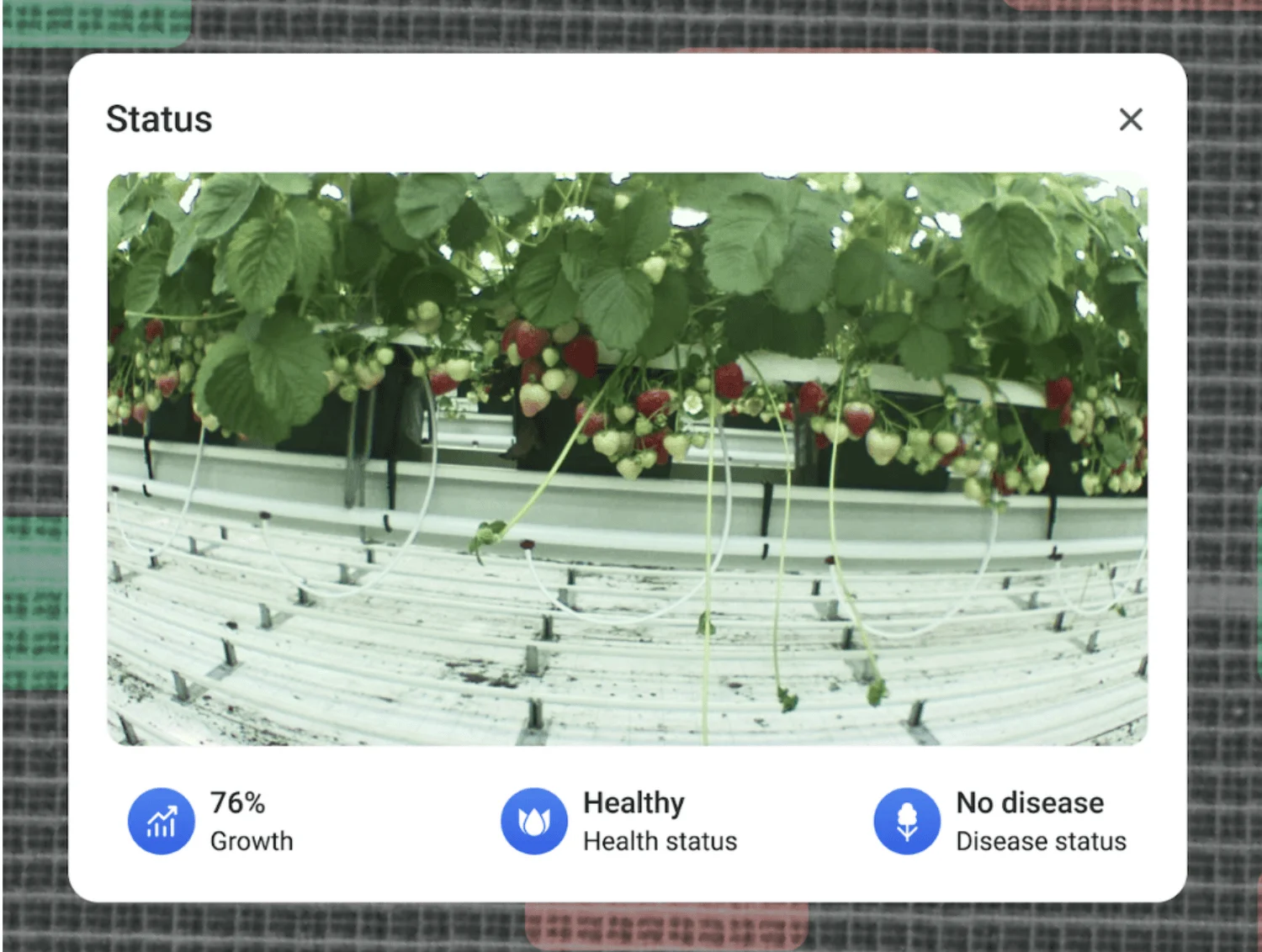 Hexafarms Platform Analyses Image to Detect Diseases.png